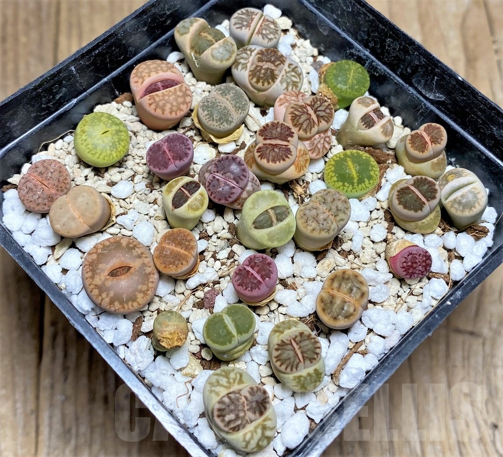 SHPR23779 Lithops mix