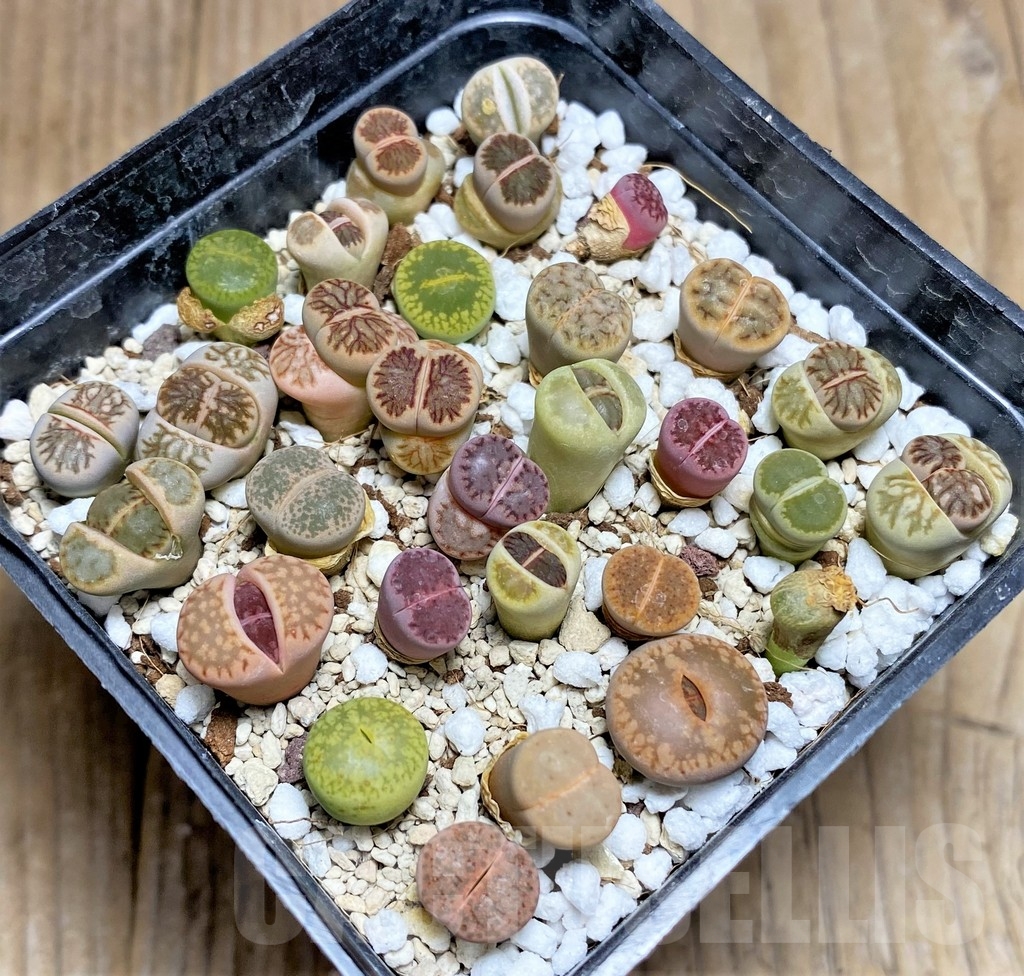 SHPR23779 Lithops mix - Image 2