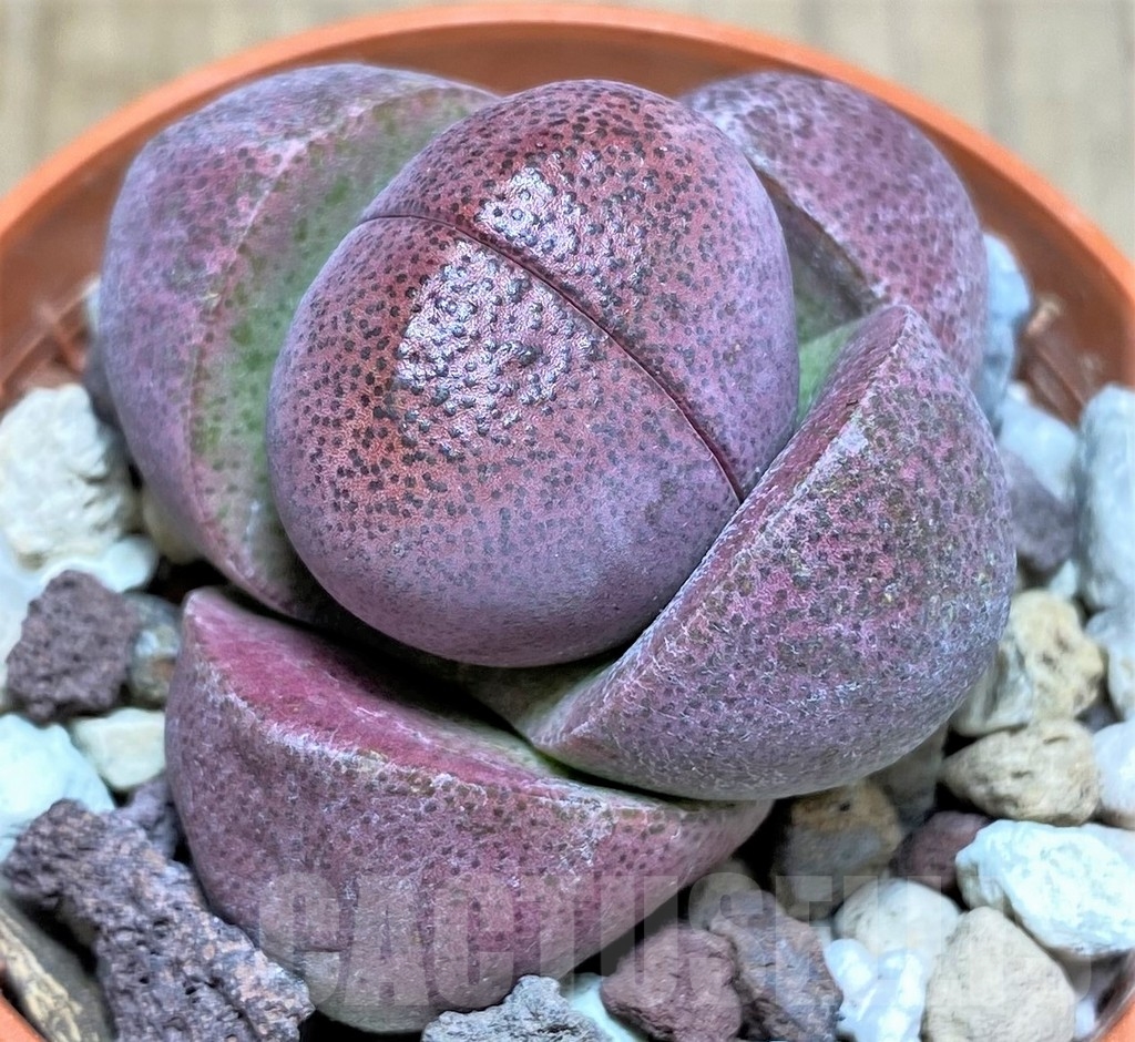 SHPR23780 Pleiospilos nelii rubra - Image 3