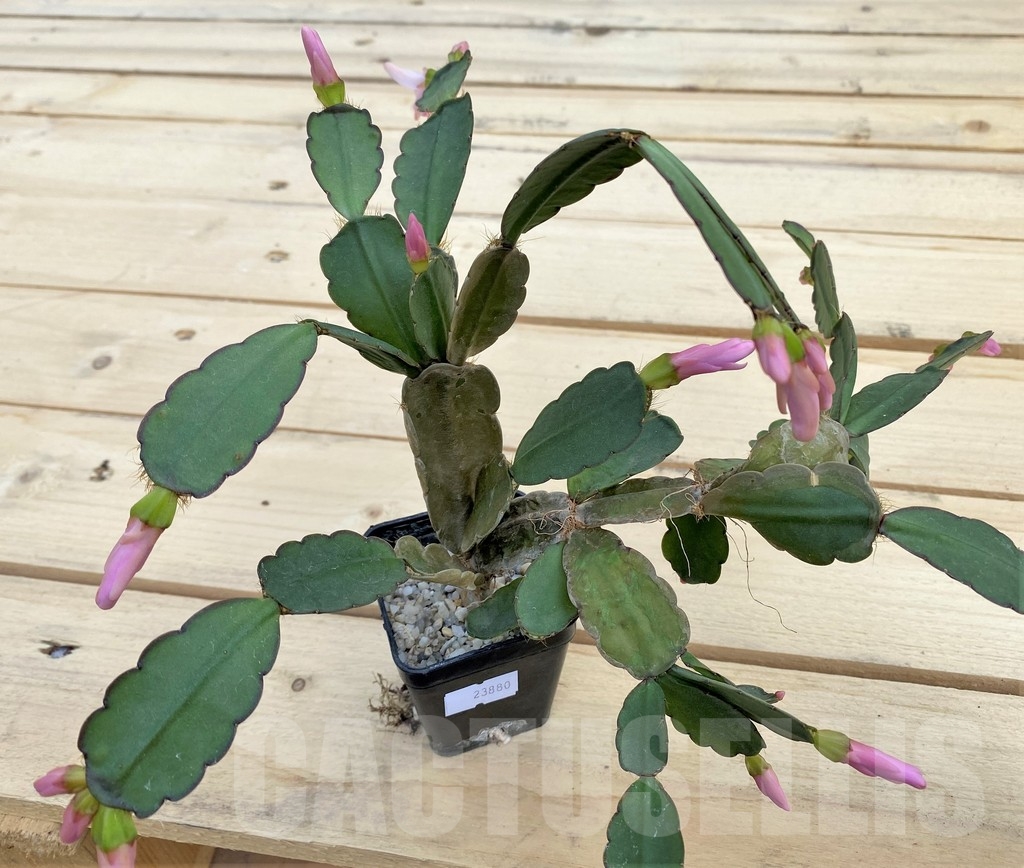SHPR23880 Rhipsalidopsis hybrid - Image 3