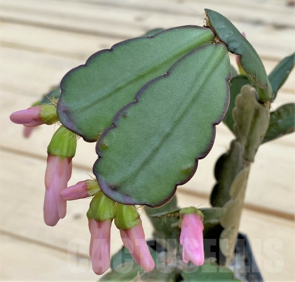 SHPR23880 Rhipsalidopsis hybrid