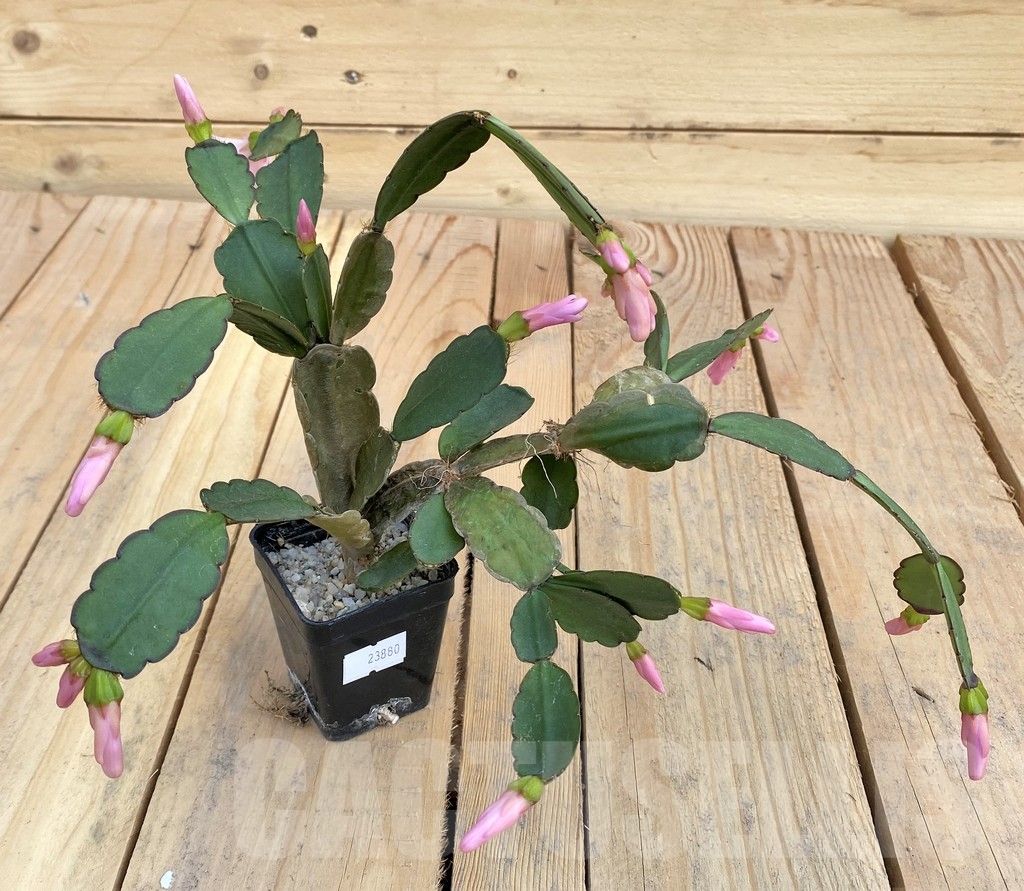 SHPR23880 Rhipsalidopsis hybrid - Image 2