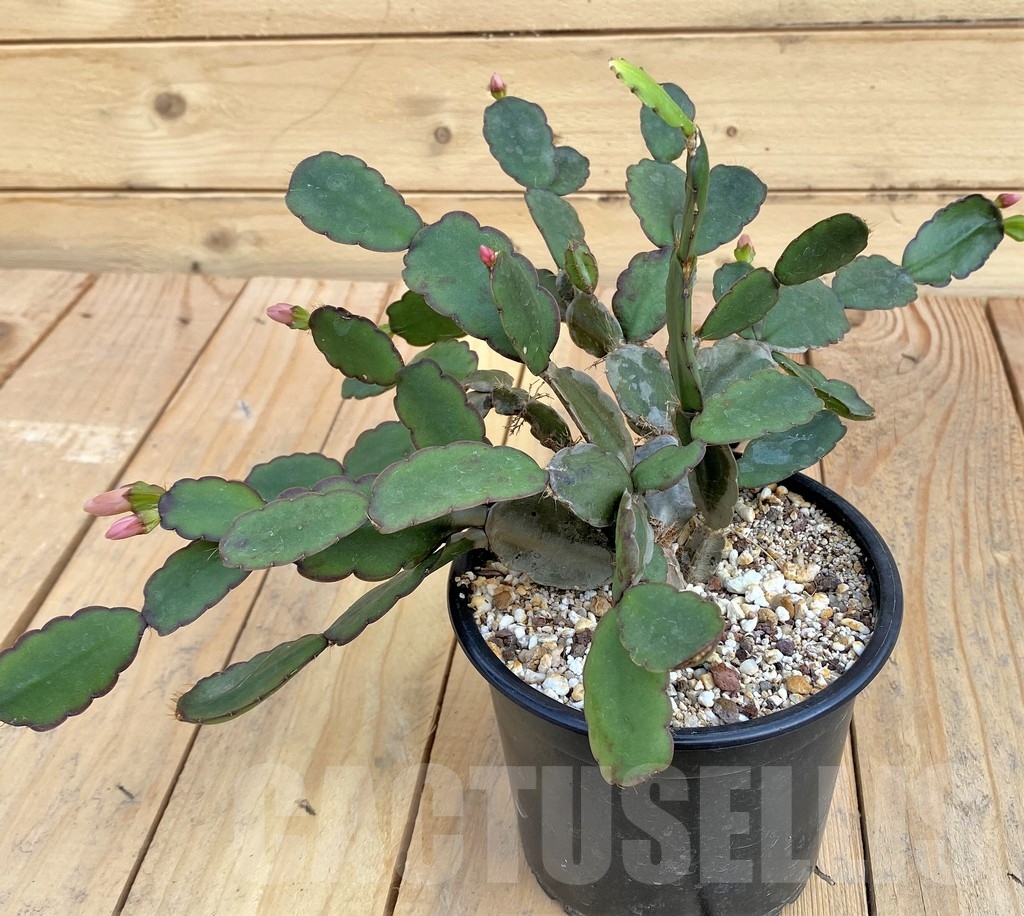 SHPR23881 Rhipsalidopsis hybrid - Image 2