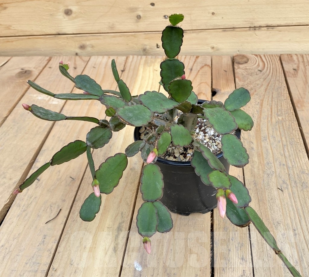 SHPR23881 Rhipsalidopsis hybrid - Image 3