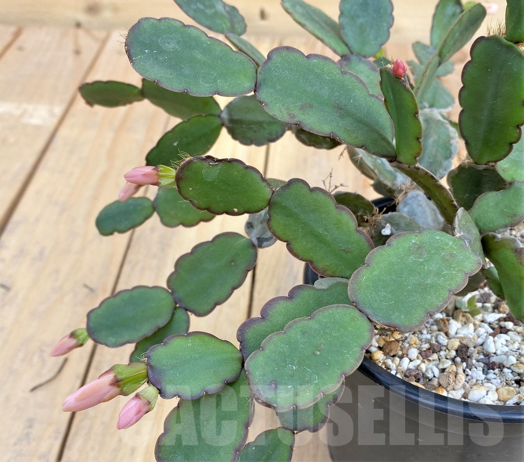 SHPR23881 Rhipsalidopsis hybrid