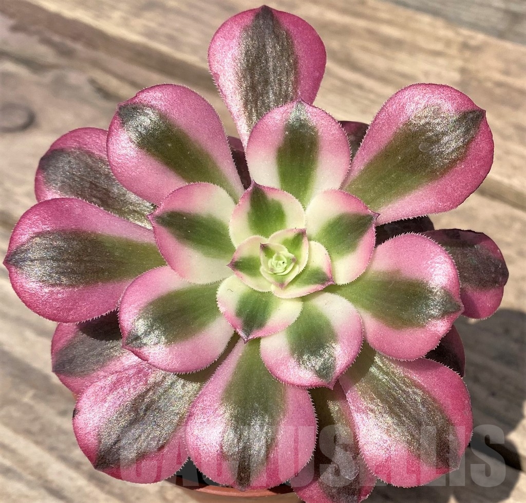 SHPR23884 Aeonium 'Pink Witch'