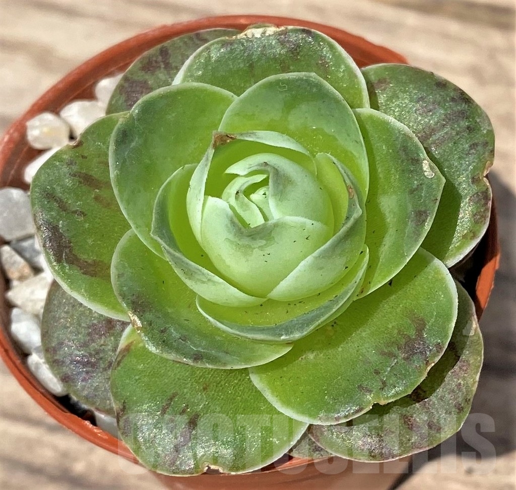 SHPR23885 Greenovia diplocycla - Image 2