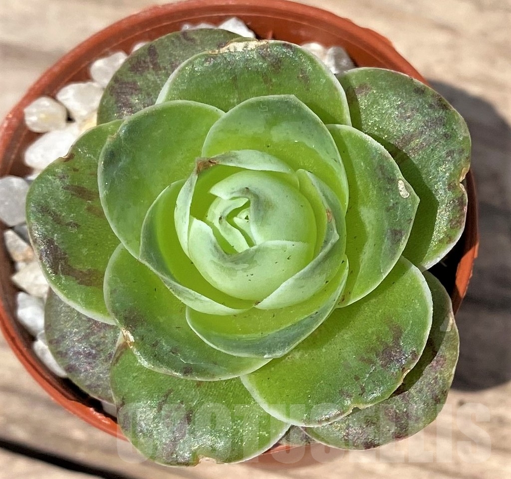 SHPR23885 Greenovia diplocycla