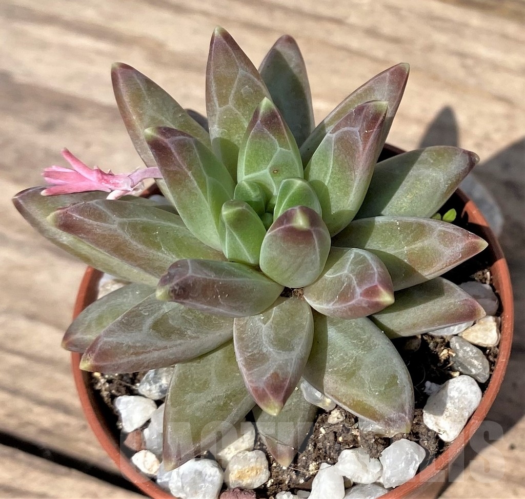 SL23887 Pachyphytum compactum