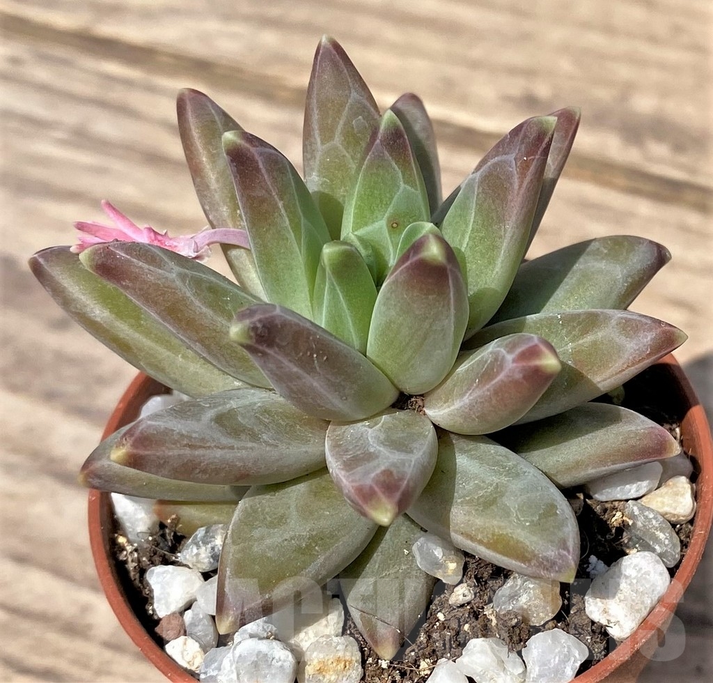 SL23887 Pachyphytum compactum - Image 2