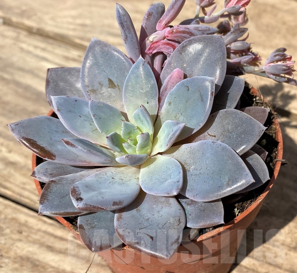 SHPR23889 Graptoveria lulu - Image 2