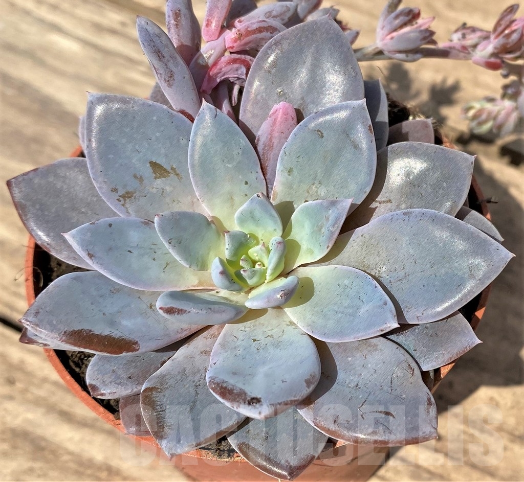 SHPR23889 Graptoveria lulu