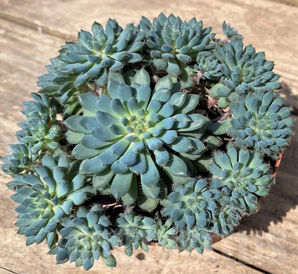 SHPR23890 Echeveria rundelli - Image 2