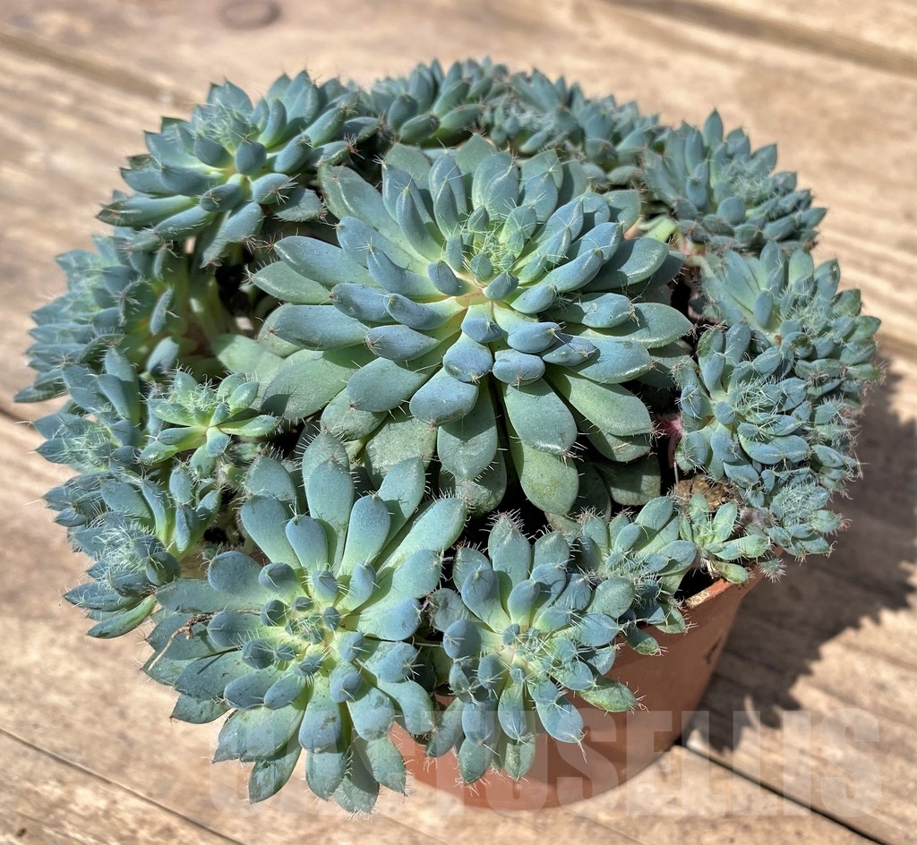 SHPR23890 Echeveria rundelli