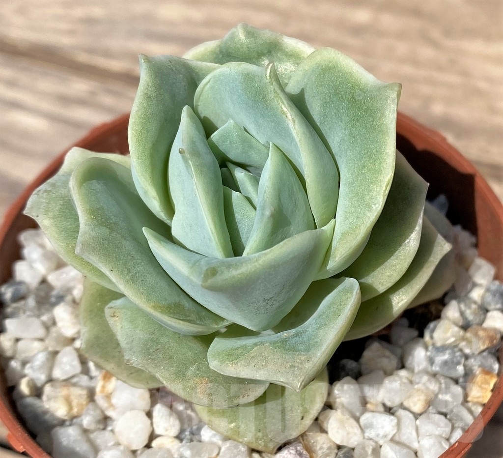 SHPR23891 Graptoveria 'Lovely Rose'