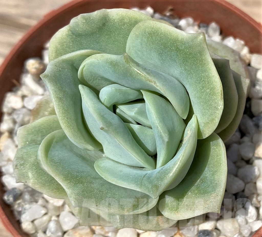 SHPR23891 Graptoveria 'Lovely Rose' - Image 2