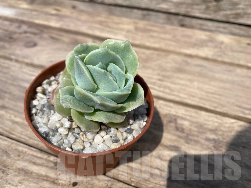 SHPR23891 Graptoveria 'Lovely Rose' - Image 3