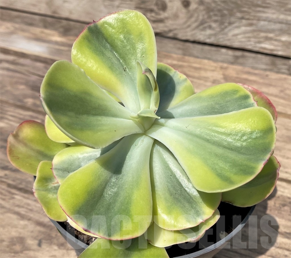 SL23893 Echeveria 'Winter Sunset' - Image 2