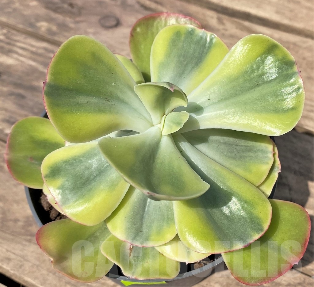 SL23893 Echeveria 'Winter Sunset'
