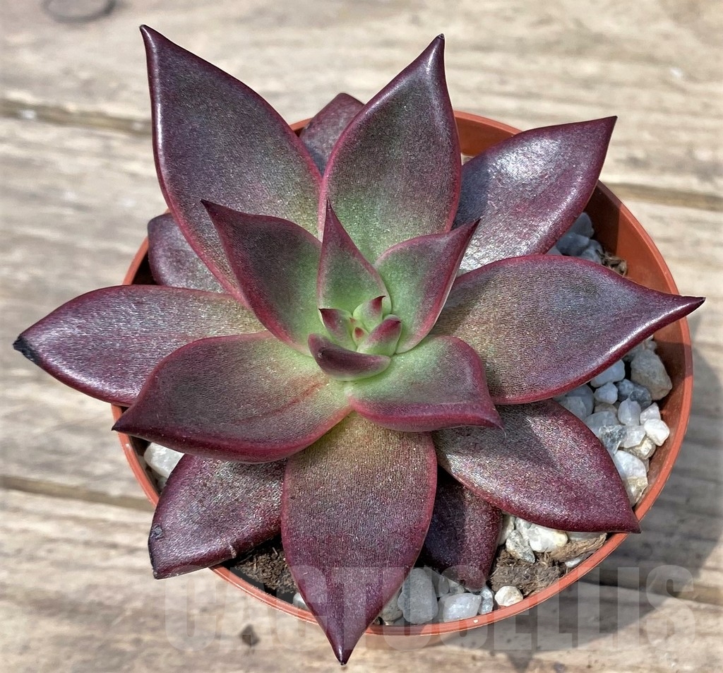SHPR23897 Echeveria 'Taurus' - Image 2