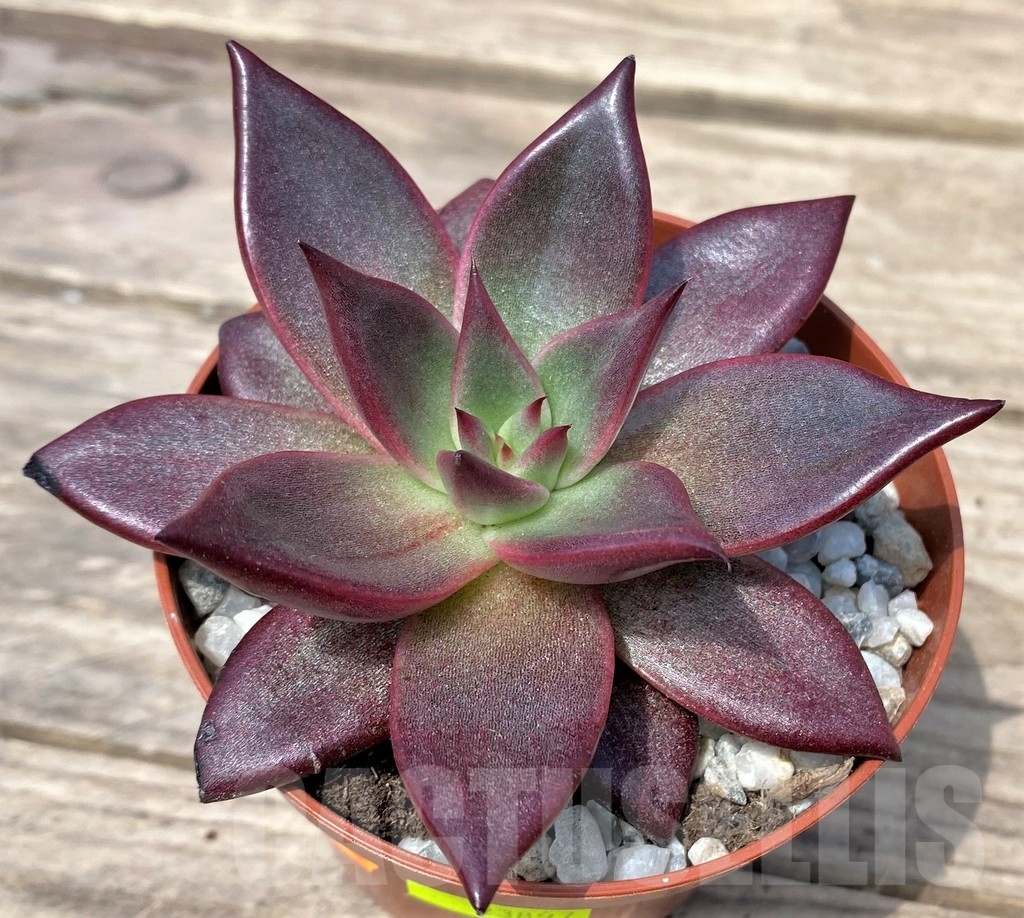 SHPR23897 Echeveria 'Taurus'