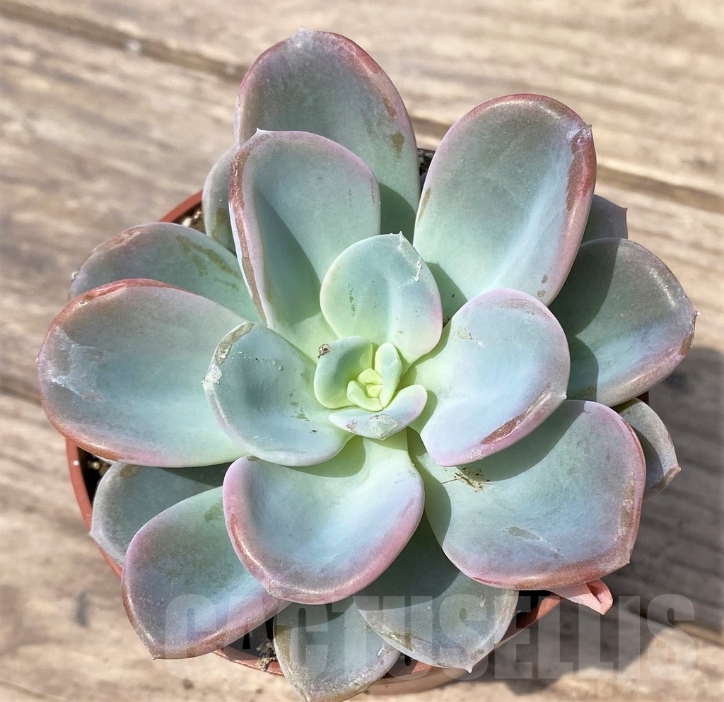 SHPR23898 Echeveria orpet