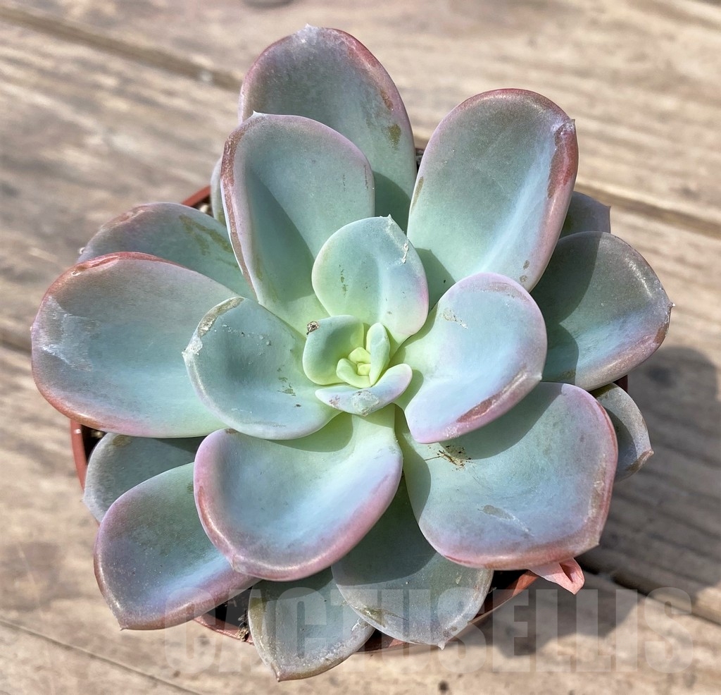 SHPR23898 Echeveria orpet - Image 2