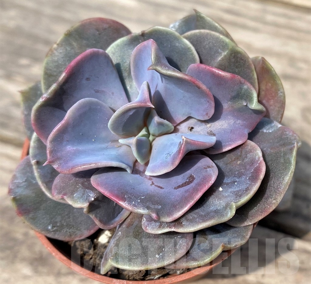 SHPR23899 Echeveria sp.