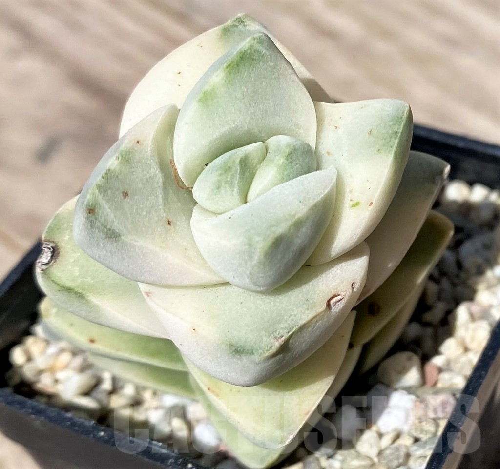 SHPR24133 Crassula 'Moonglow' f. variegata