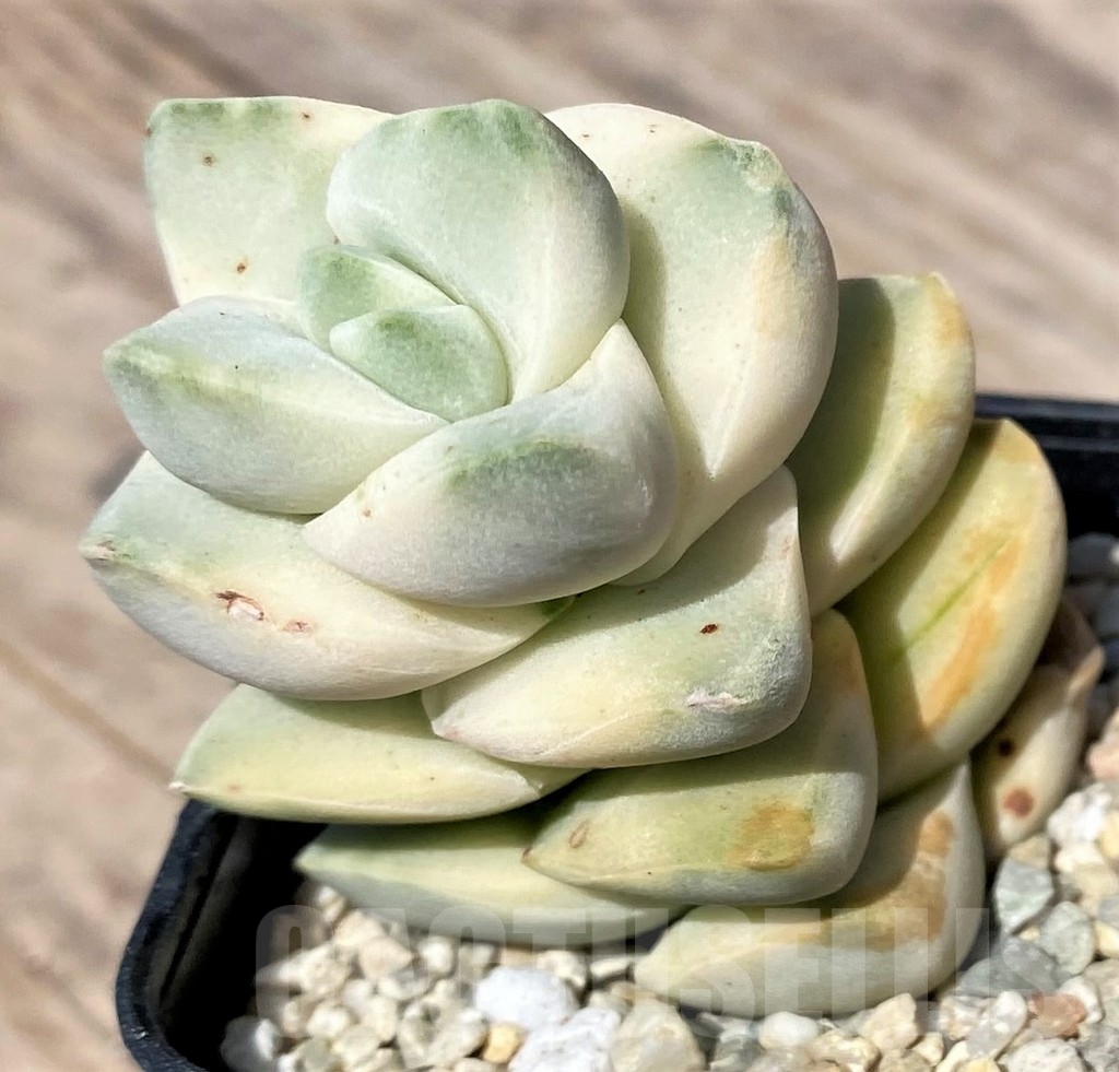 SHPR24133 Crassula 'Moonglow' f. variegata - Imagen 2