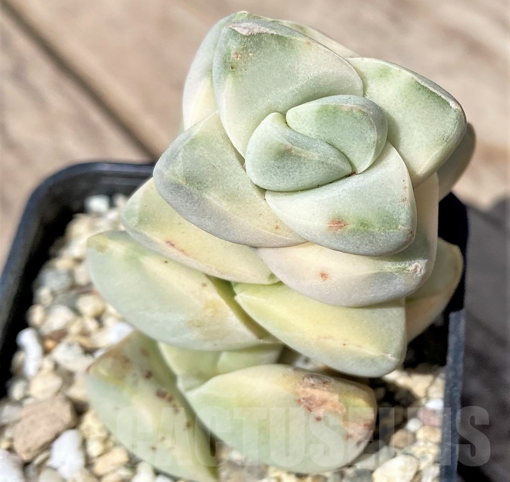 SHPR24133 Crassula 'Moonglow' f. variegata - Imagen 3