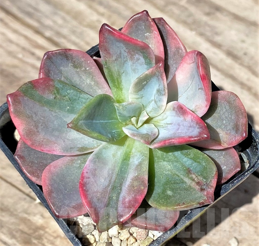 SHPR24147 Graptoveria ‘Harry Watson’ f. variegata - Image 2