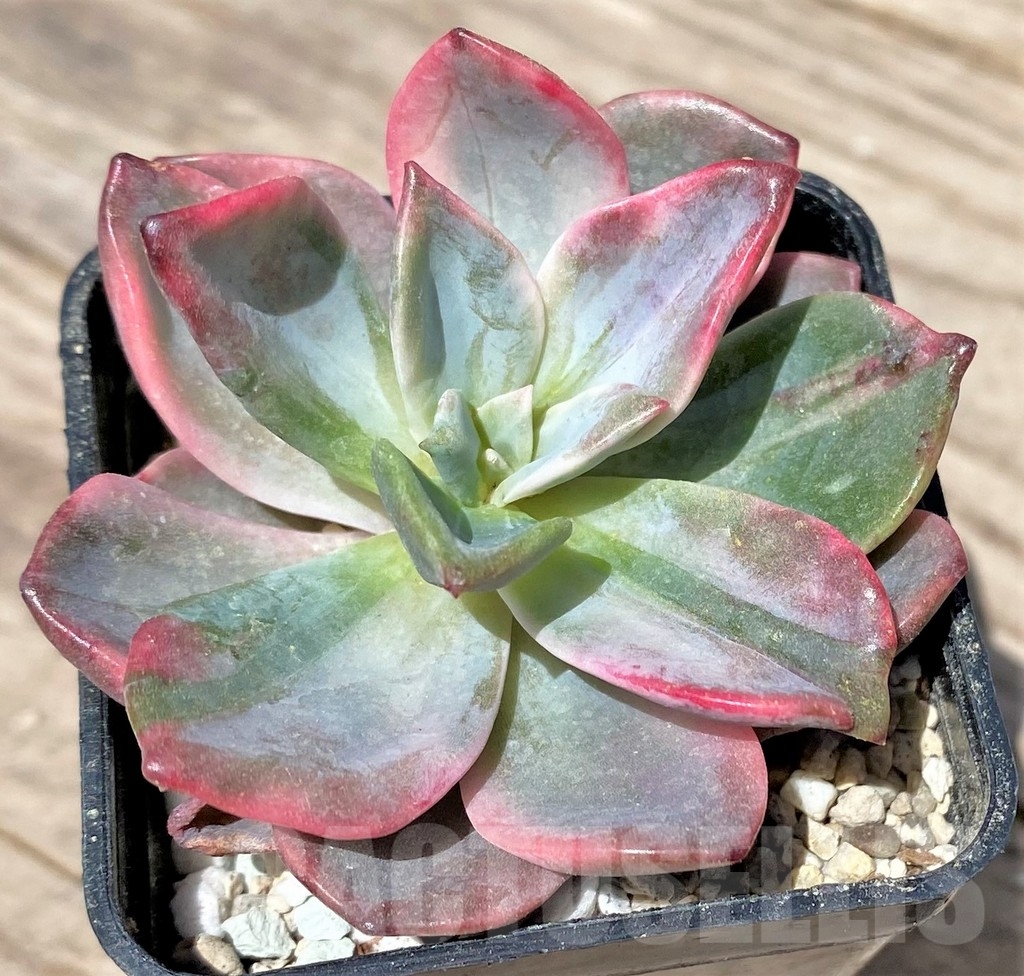 SHPR24147 Graptoveria ‘Harry Watson’ f. variegata