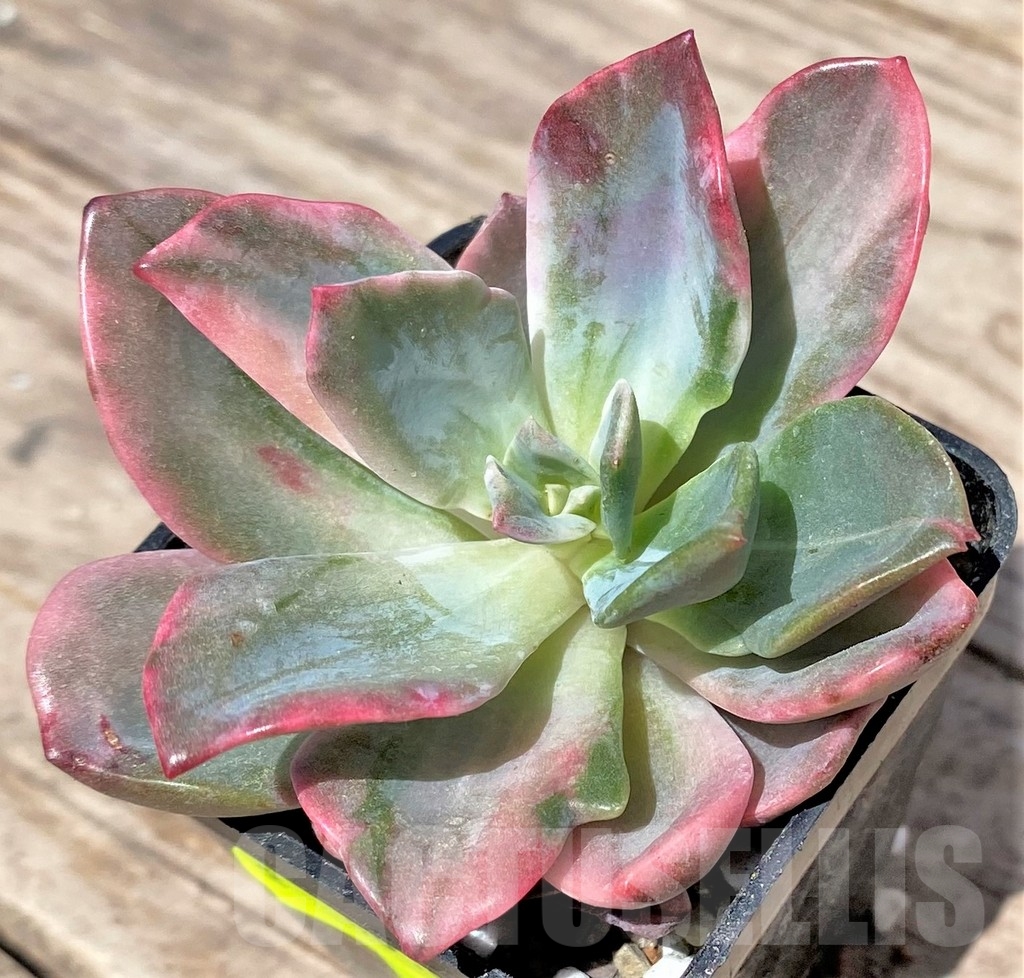 SHPR24148 Graptoveria ‘Harry Watson’ f. variegata