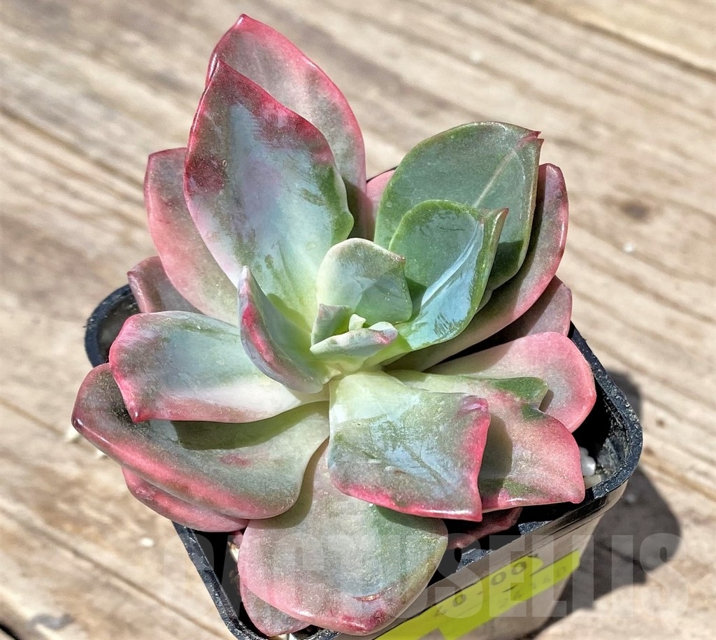 SHPR24148 Graptoveria ‘Harry Watson’ f. variegata - Image 2