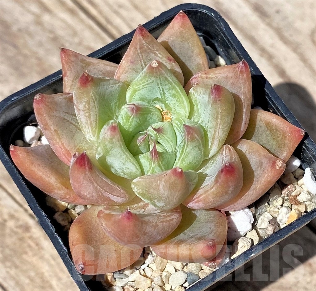 SHPR24149 Echeveria 'Rajoya' - Image 2