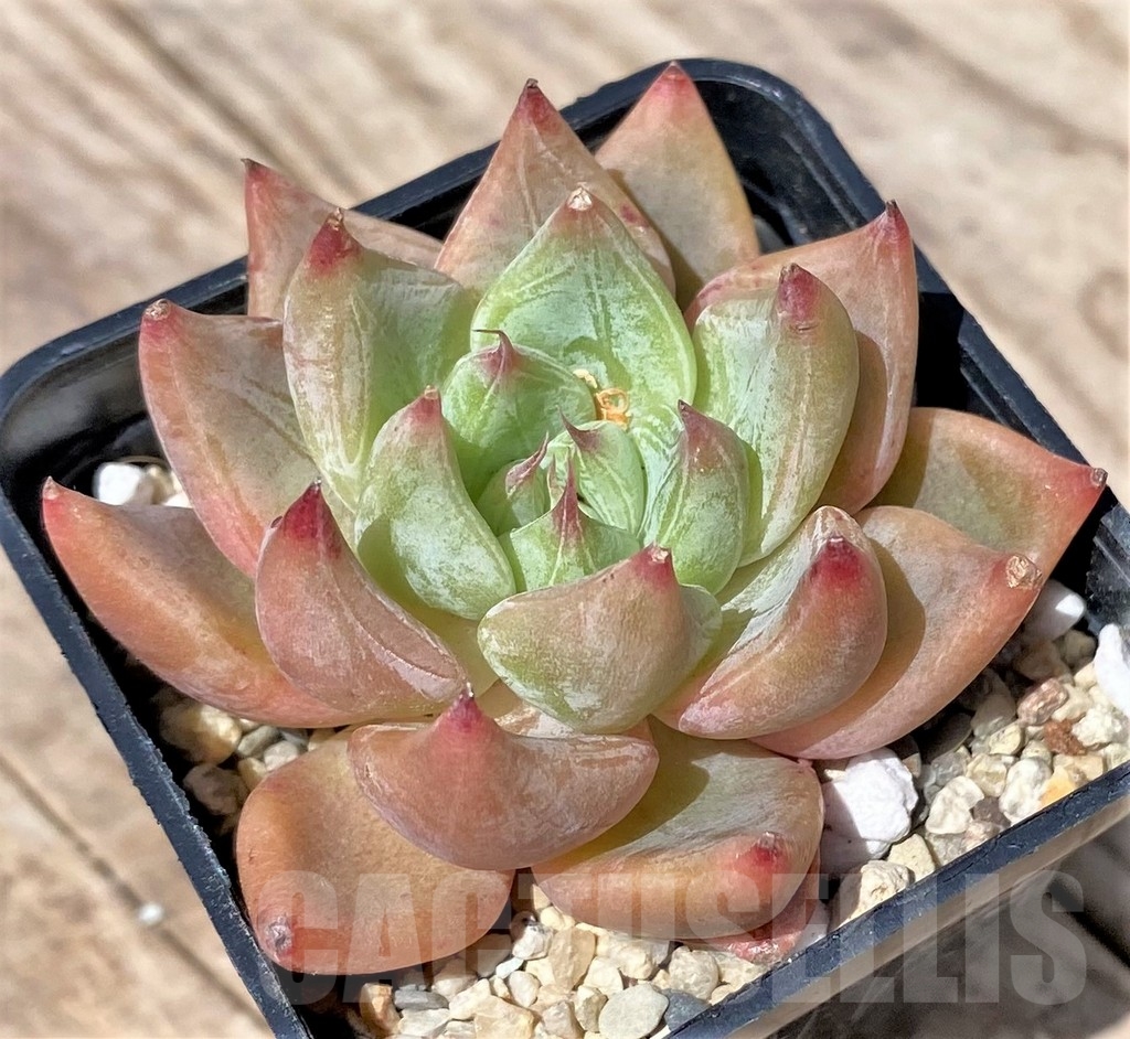 SHPR24149 Echeveria 'Rajoya'