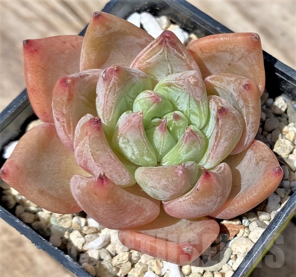 SHPR24150 Echeveria 'Rajoya' - Image 2