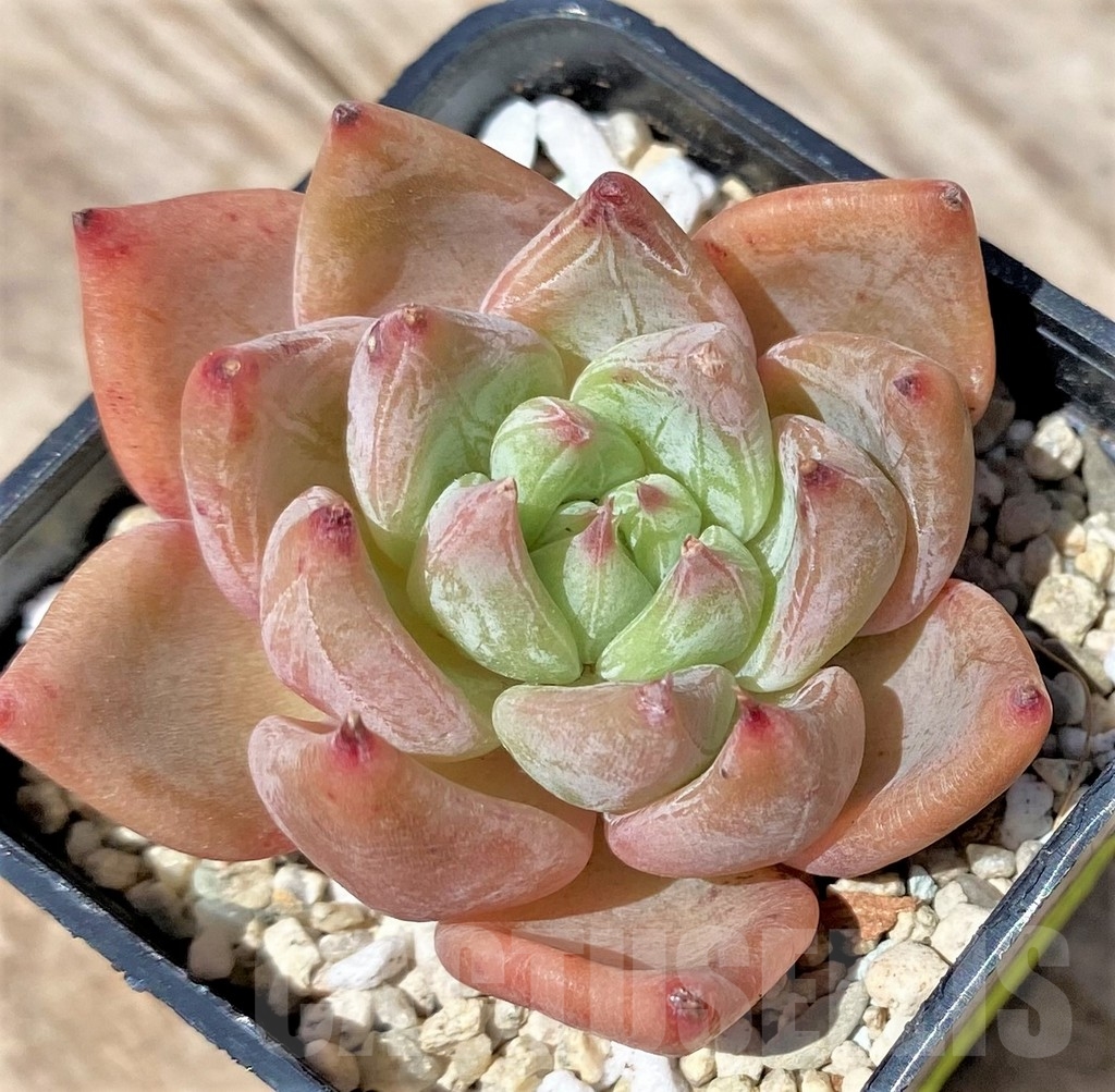 SHPR24150 Echeveria 'Rajoya'