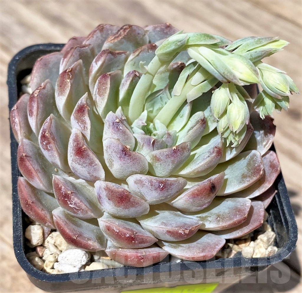 SHPR24152 Echeveria hybrid – Bild 2