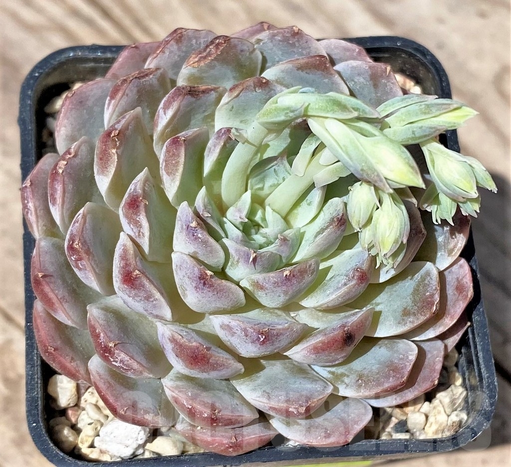 SHPR24152 Echeveria hybrid