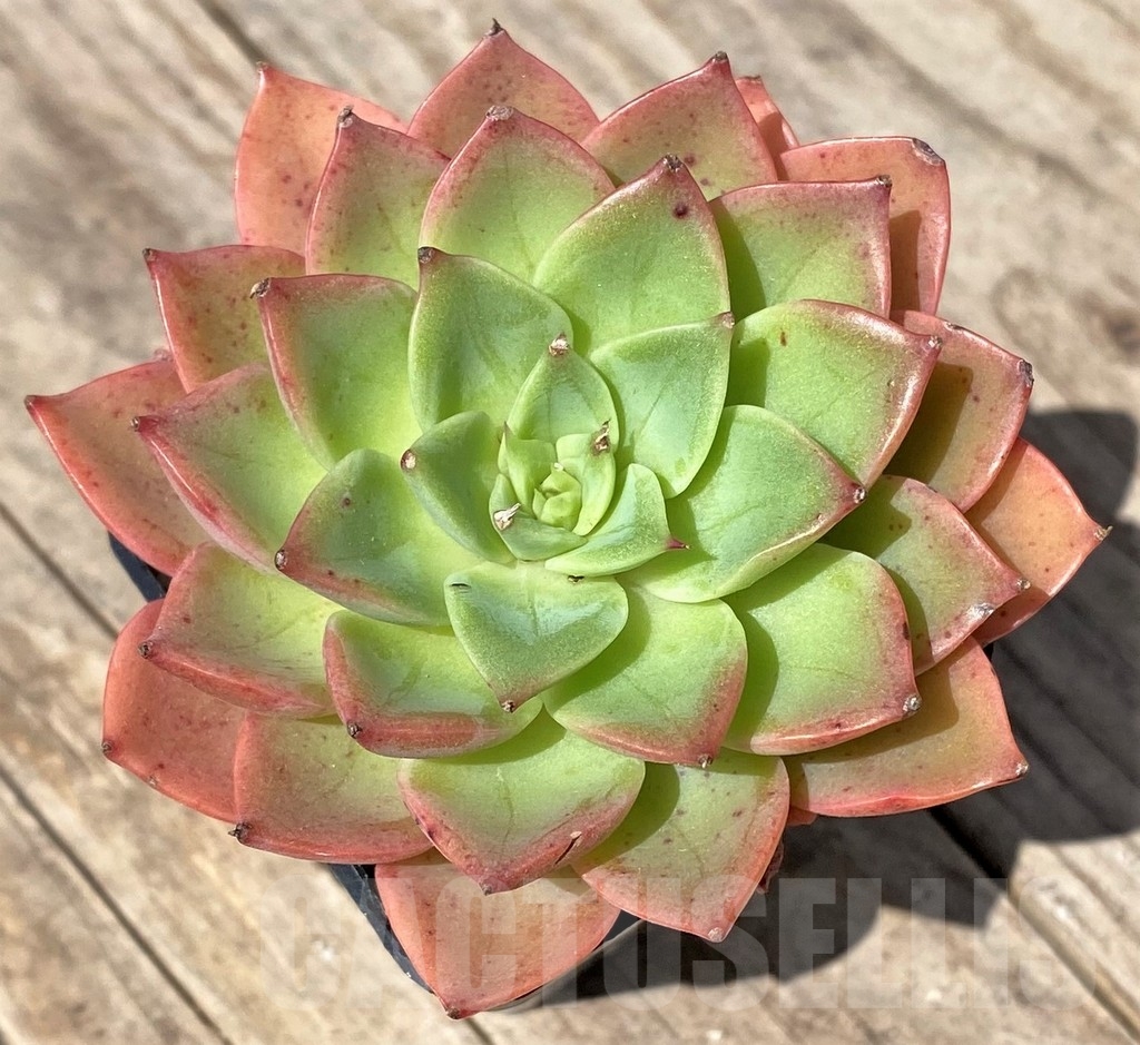 SHPR24158 Echeveria hybrid - Image 2