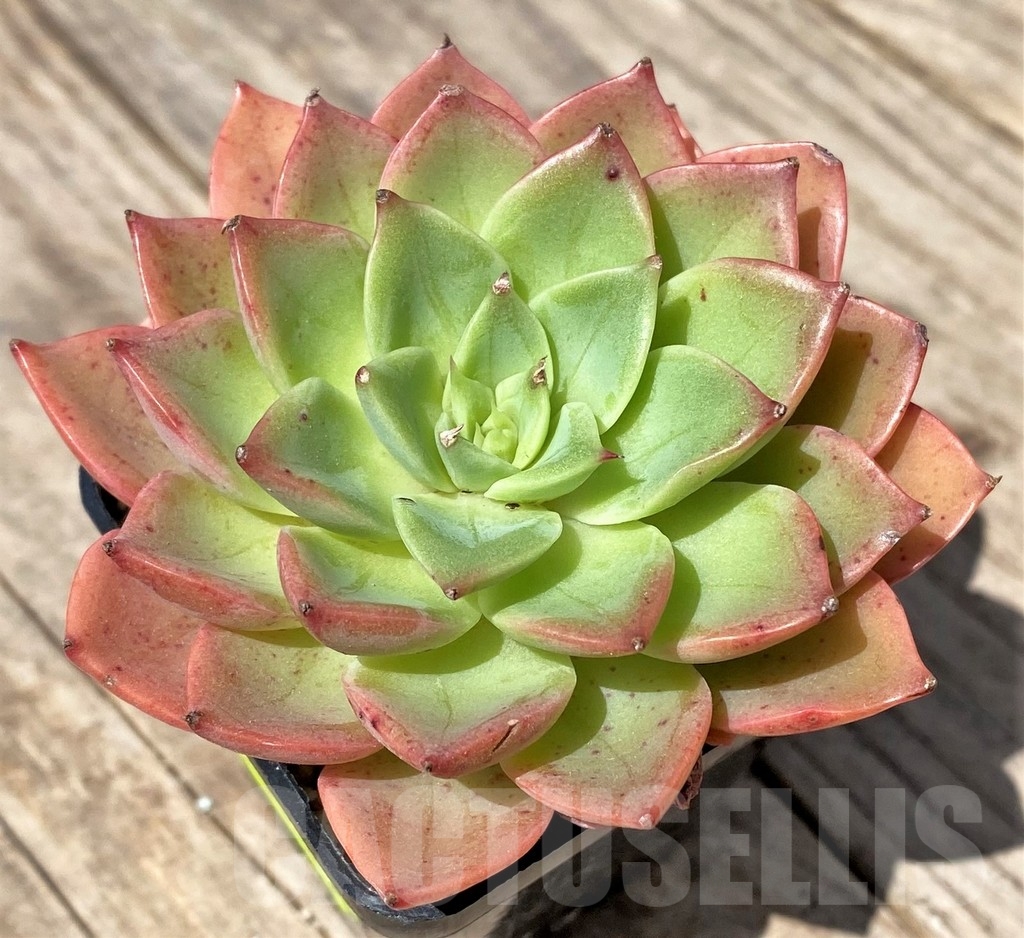SHPR24158 Echeveria hybrid