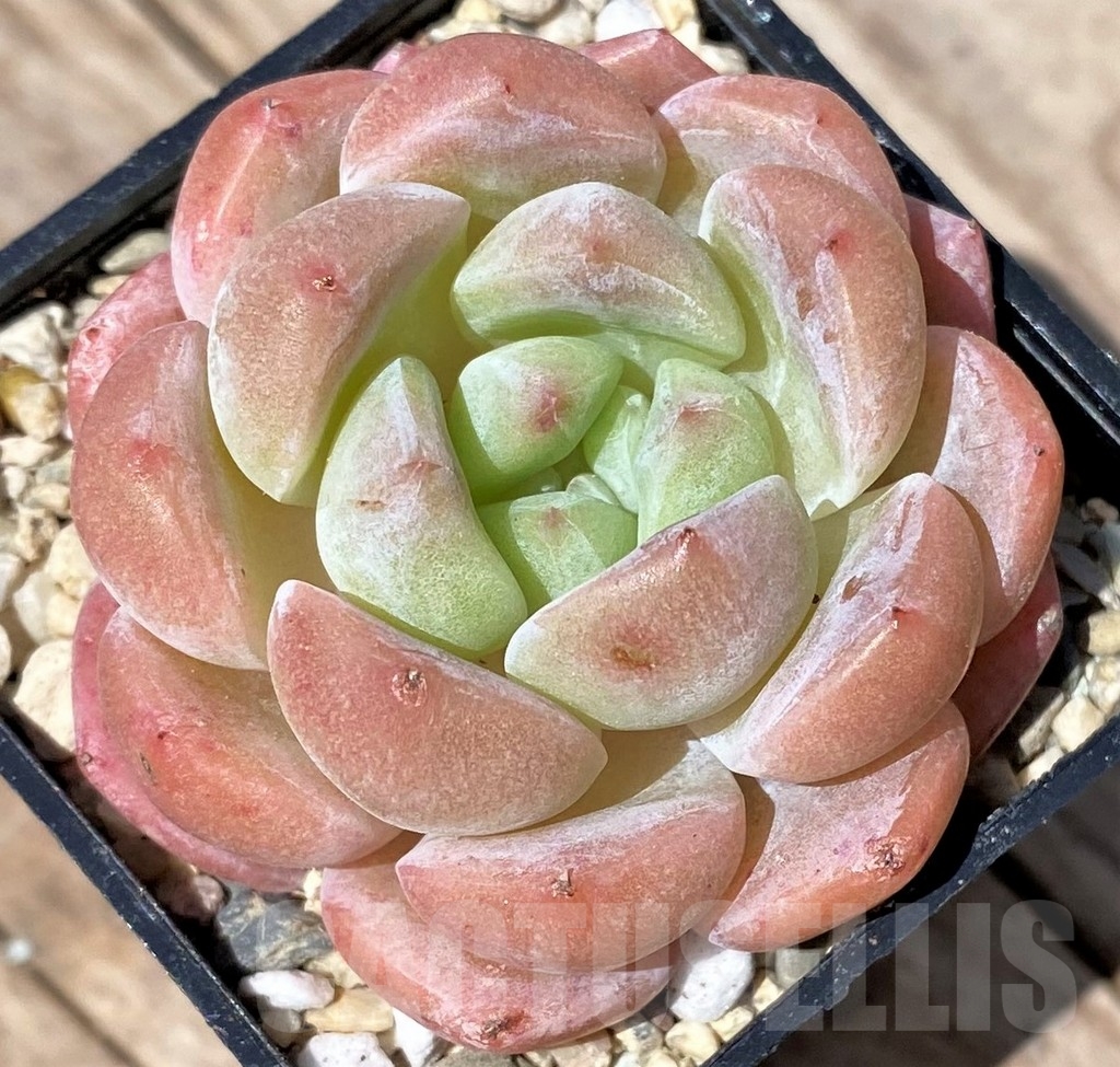 SHPR24160 Echeveria hybrid - Image 2