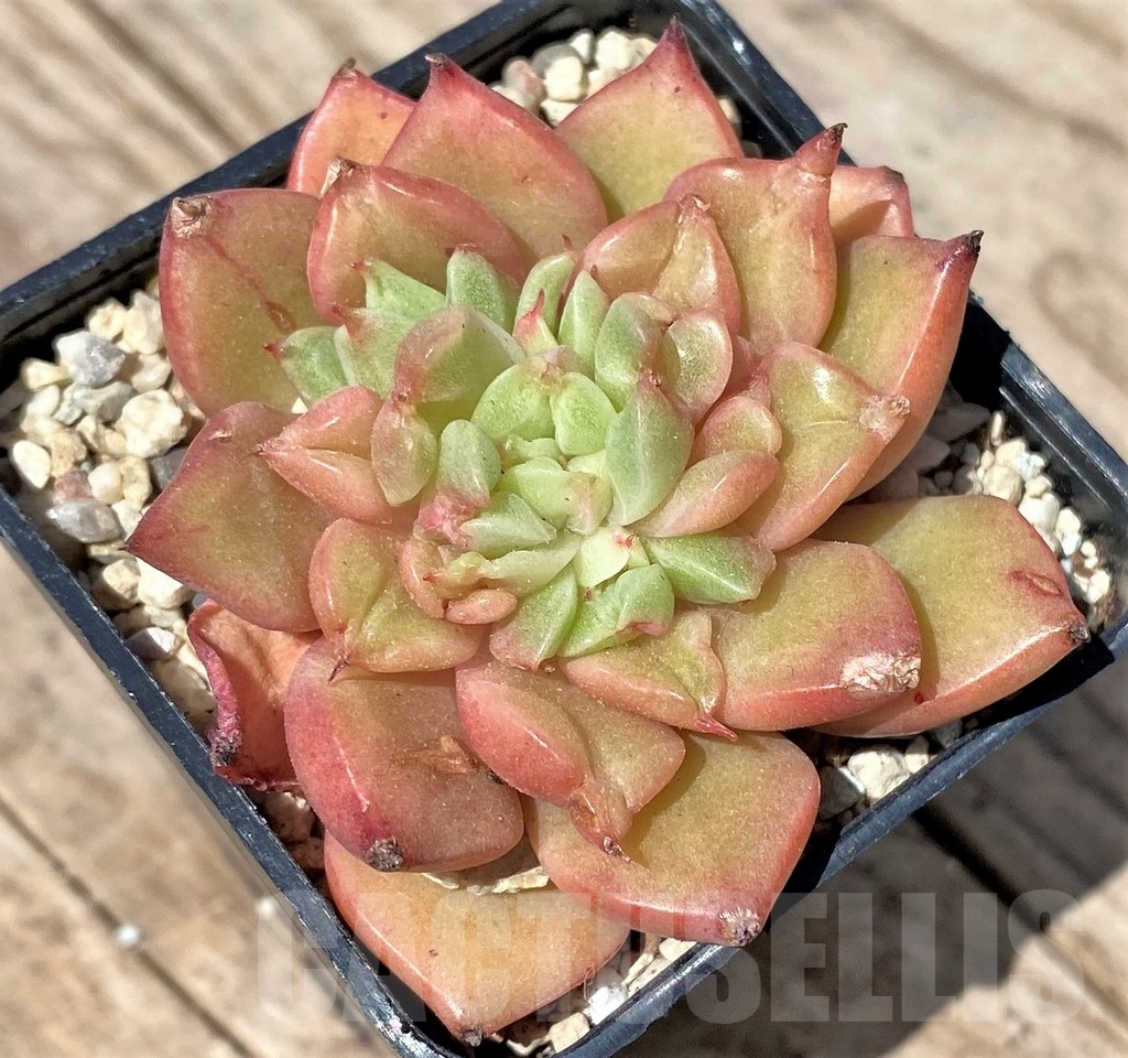 SHPR24165 Echeveria hybrid - Image 2