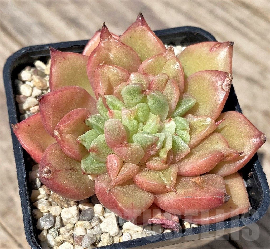 SHPR24165 Echeveria hybrid