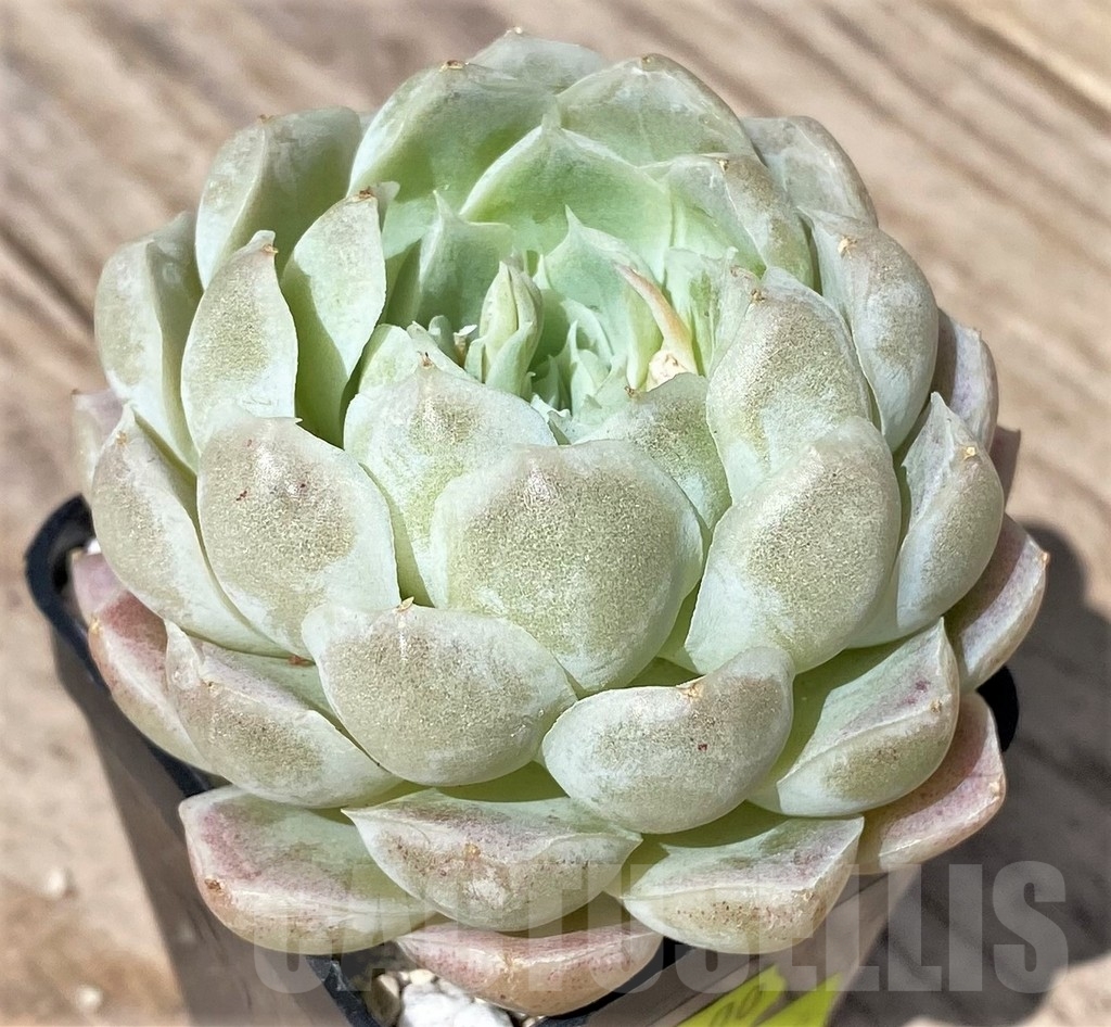 SHPR24166 Echeveria hybrid - Image 2