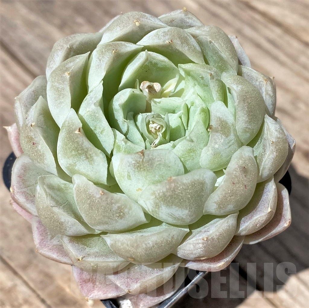 SHPR24166 Echeveria hybrid