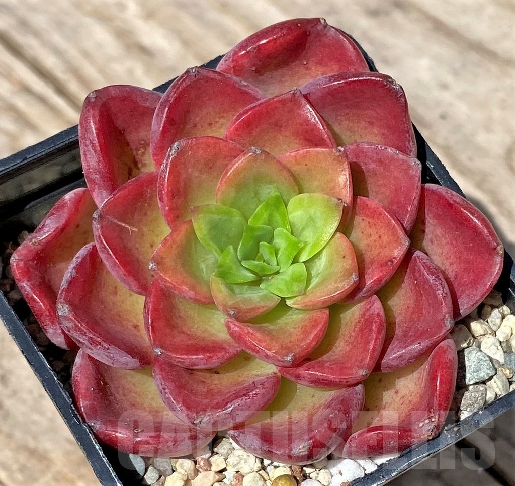 SHPR24167 Echeveria hybrid