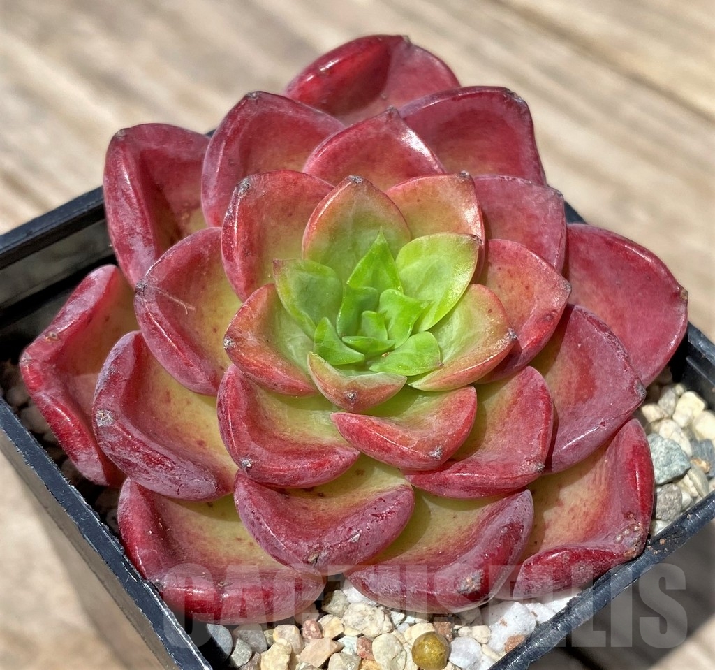 SHPR24167 Echeveria hybrid - Image 2